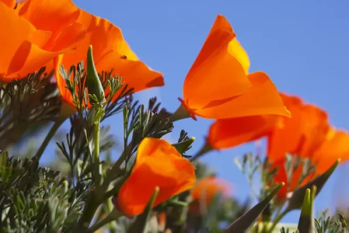 Framed Print : CA, Antelope Valley near Lancaster, poppies and blue sky Framed Print : CA, Antelope Valley near Lancaster, poppies and blue sky
