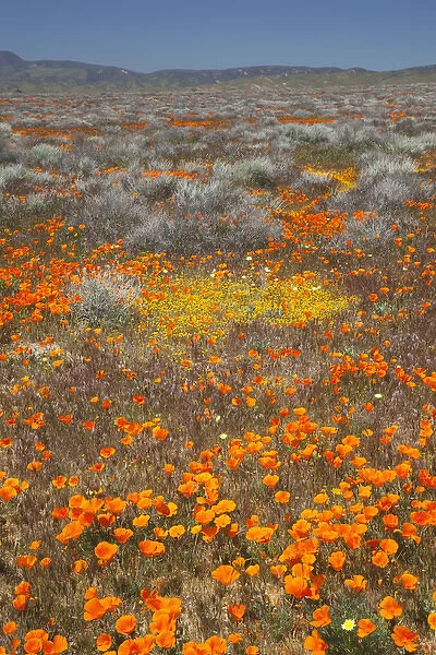 CA, Antelope Valley near Lancaster, Poppy and Goldfield flowers