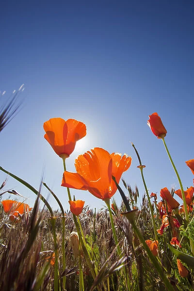 CA, Antelope Valley near Lancaster, Poppies with sun and blue sky