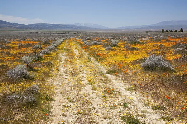 CA, Antelope Valley near Lancaster, Goldfield flowers with road