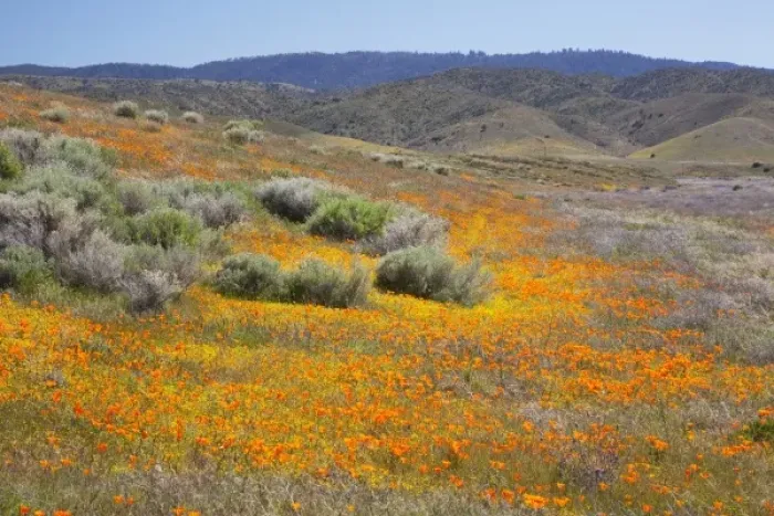 Framed Print : CA, Antelope Valley near Lancaster, Poppy and Goldfield flowers