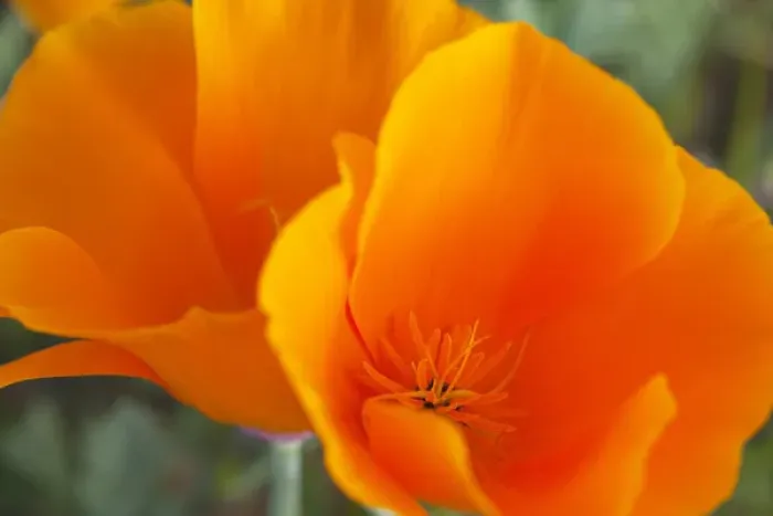 Framed Print : CA, Antelope Valley near Lancaster, poppies