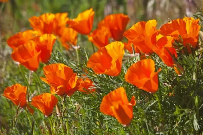 Framed Print : CA, Antelope Valley near Lancaster, poppies Framed Print : CA, Antelope Valley near Lancaster, poppies