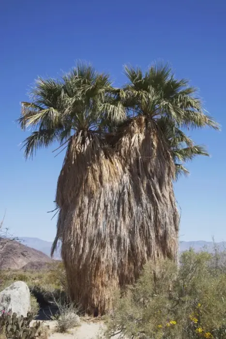 Framed Print : CA, Anza-Borrego Desert State Park, California fan palm tree Framed Print : CA, Anza-Borrego Desert State Park, California fan palm tree