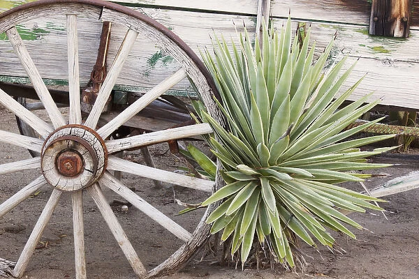 CA, Anza-Borrego Desert State Park, desert agave plant and wagon