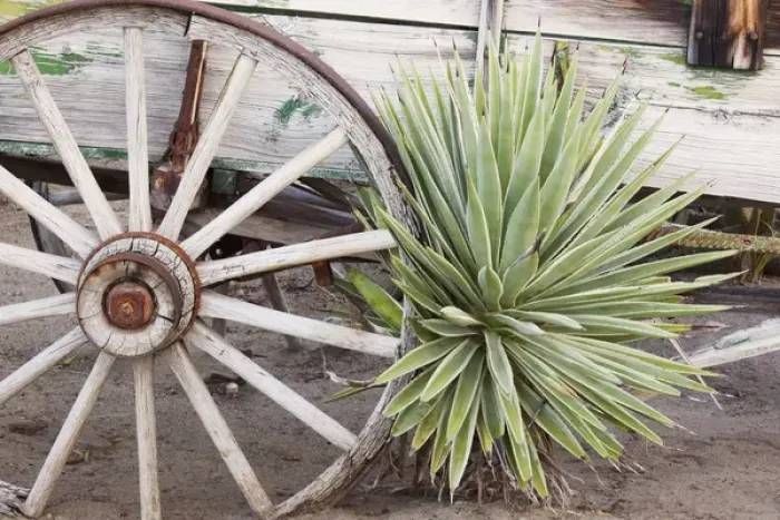 Framed Print : CA, Anza-Borrego Desert State Park, desert agave plant and wagon Framed Print : CA, Anza-Borrego Desert State Park, desert agave plant and wagon