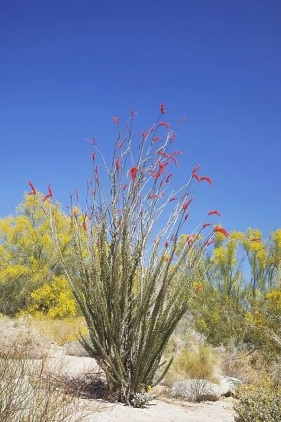 CA, Anza-Borrego Desert State Park, flowering Ocotillo with Blue Palo Verde tree