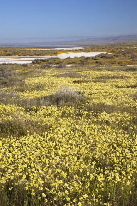 Framed Print : CA, Carrizo Plain NM, Carrizo Plain with spring wildflowers (Yellow Tidy Tips)