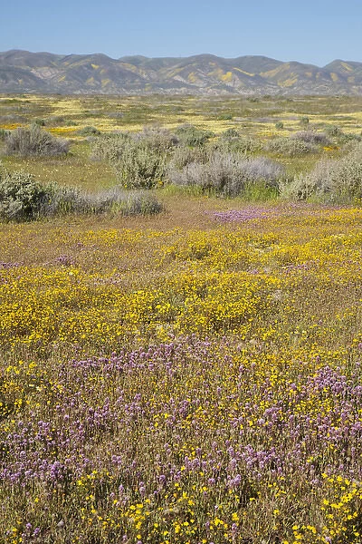 CA, Carrizo Plain NM, Carrizo Plain with Temblor Range and spring wildflowers (Purple