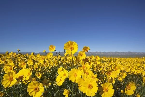CA, Carrizo Plain NM, Carrizo Plain with Temblor Range and spring wildflowers (Bigelow s