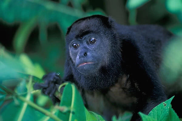 CA, Central Panama, Barro Colorado Island black howler monkey (Alouatta palliata)