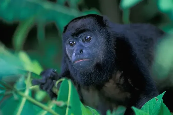 Framed Print : CA, Central Panama, Barro Colorado Island black howler monkey (Alouatta palliata)