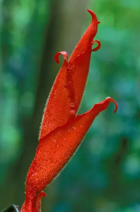 Framed Print : CA, Central Panama, Barro Colorado Island red heliconia flower (Heliconia sp. )