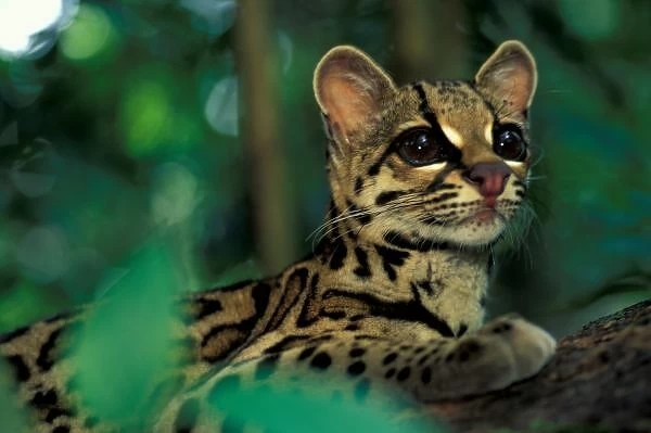 CA, Central Panama, Soberania NP, Margay (Leopardus weidi) portrait