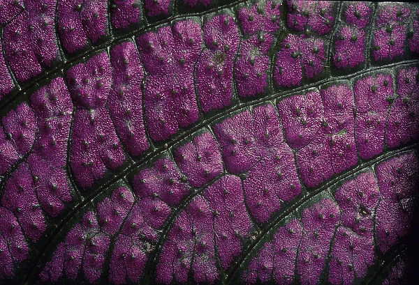 05. CA, Costa Rica, Closeup of Leaf Veins