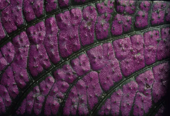 Framed Print : 05. CA, Costa Rica, Closeup of Leaf Veins Framed Print : 05. CA, Costa Rica, Closeup of Leaf Veins