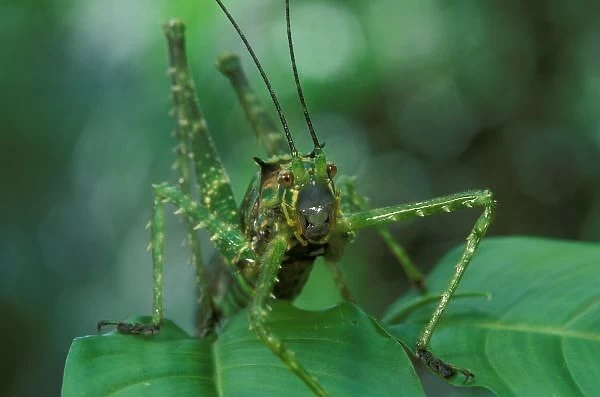 CA, Costa Rica, La Selva Biological Station, Braulio Carillo NP, camouflaged katydid