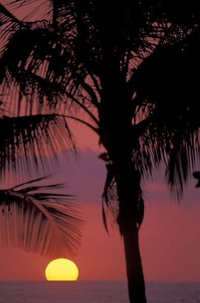 CA, Costa Rica, Nicoya Peninsula, near Malpais Sunset through coconut palms