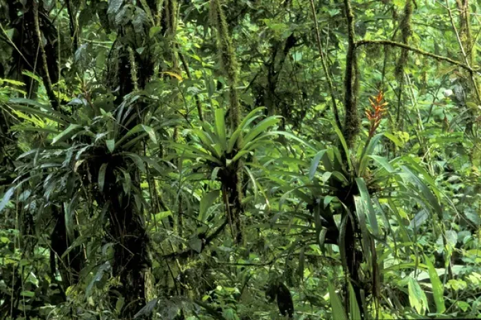 Framed Print : CA, Costa Rica, Parque National Braulio Carillo, La Selva Biological Station