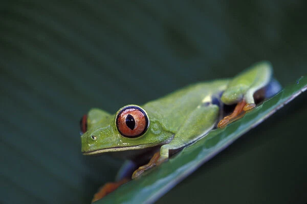 CA, Costa Rica, Tortugero Red-eyed tree frog
