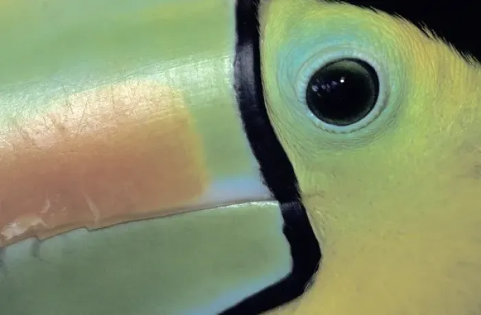 Framed Print : CA, Costa Rica Toucan close-up Framed Print : CA, Costa Rica Toucan close-up