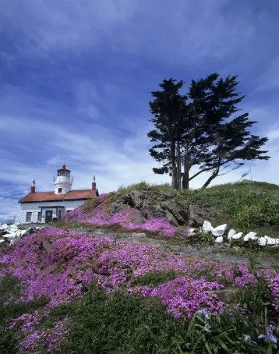 Framed Print : CA, Crescent City, Battery Point lighthouse with ice plant in bloom, built in 1856 Framed Print : CA, Crescent City, Battery Point lighthouse with ice plant in bloom, built in 1856