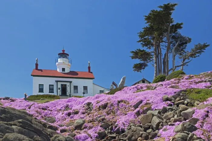 Framed Print : CA, Crescent City, Battery Point Lighthouse; Ice Plants in full bloom Framed Print : CA, Crescent City, Battery Point Lighthouse; Ice Plants in full bloom