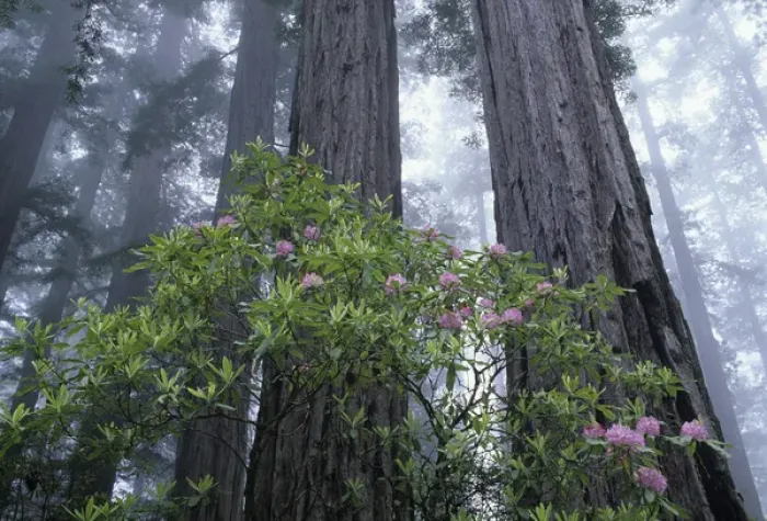 Framed Print : CA, Del Norte Coast Redwoods SP, Wild Rhododendrons with Coast Redwoods