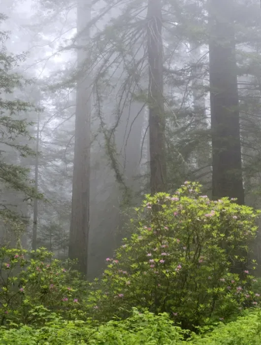 Framed Print : CA, Del Norte Coast Redwoods State Park, redwood trees with rhododendrons Framed Print : CA, Del Norte Coast Redwoods State Park, redwood trees with rhododendrons