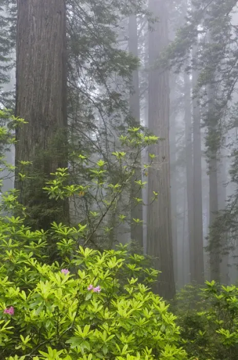 Framed Print : CA, Del Norte Coast Redwoods State Park, redwood trees with rhododendrons Framed Print : CA, Del Norte Coast Redwoods State Park, redwood trees with rhododendrons