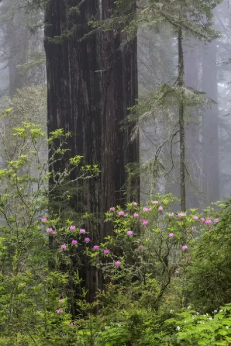 Framed Print : CA, Del Norte Coast Redwoods State Park, redwood trees with rhododendrons Framed Print : CA, Del Norte Coast Redwoods State Park, redwood trees with rhododendrons