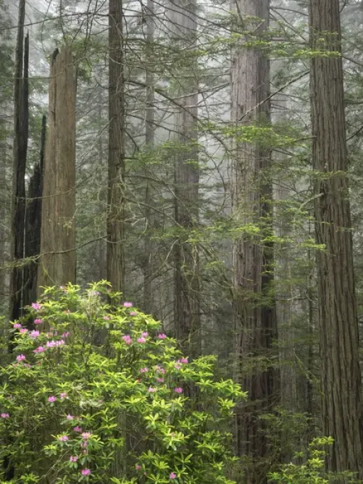 Framed Print : CA, Del Norte Coast Redwoods State Park, redwood trees with rhododendrons