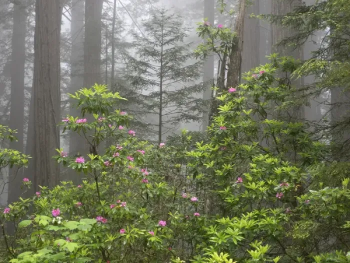 Framed Print : CA, Del Norte Coast Redwoods State Park, redwood trees with rhododendrons
