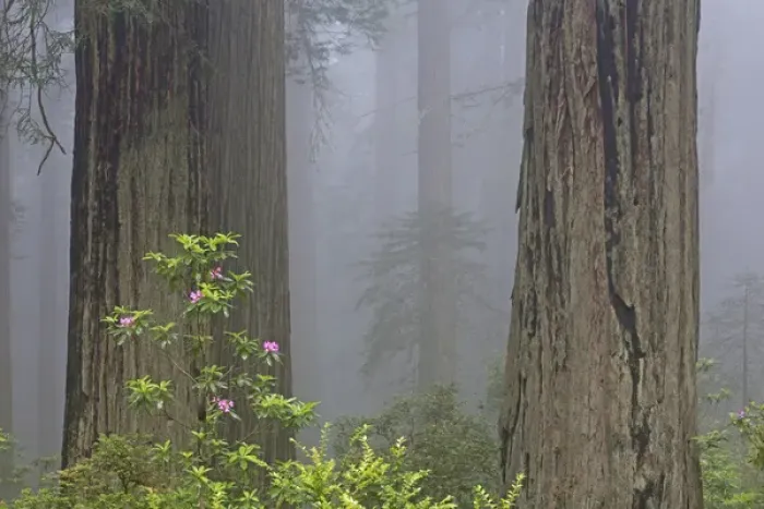 Framed Print : CA, Del Norte Coast Redwoods State Park, redwood trees with rhododendrons