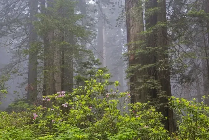 Framed Print : CA, Del Norte Coast Redwoods State Park, redwood trees with rhododendrons Framed Print : CA, Del Norte Coast Redwoods State Park, redwood trees with rhododendrons