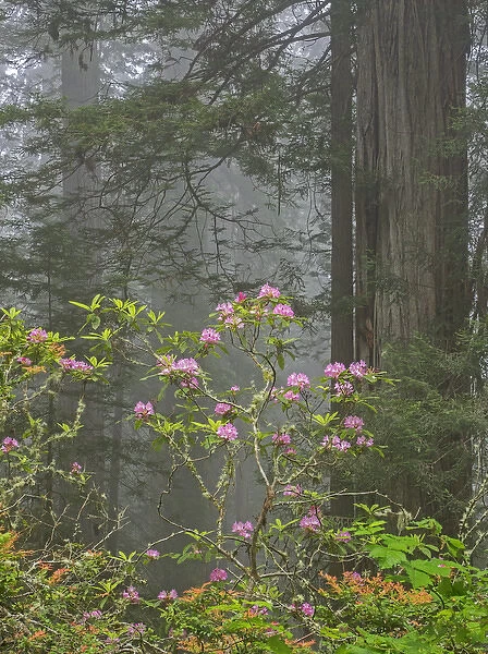 CA, Del Norte Coast Redwoods State Park, redwood trees with rhododendrons