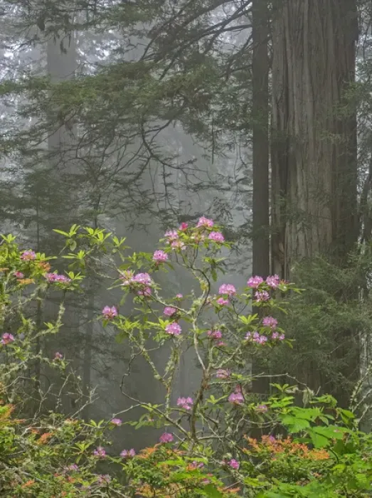 Framed Print : CA, Del Norte Coast Redwoods State Park, redwood trees with rhododendrons Framed Print : CA, Del Norte Coast Redwoods State Park, redwood trees with rhododendrons