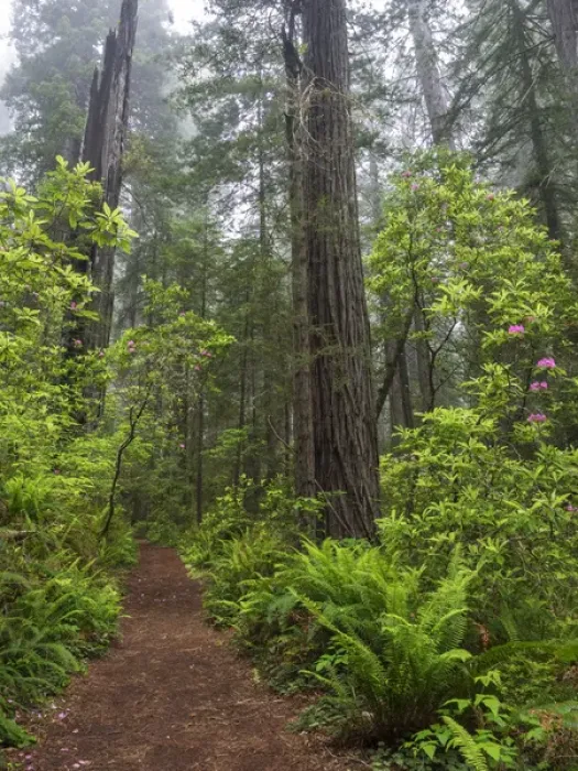 Framed Print : CA, Del Norte Coast Redwoods State Park, Redwood trees and rhododendrons along trail Framed Print : CA, Del Norte Coast Redwoods State Park, Redwood trees and rhododendrons along trail