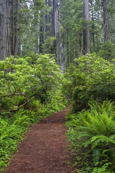 Framed Print : CA, Del Norte Coast Redwoods State Park, Redwood trees and rhododendrons along trail Framed Print : CA, Del Norte Coast Redwoods State Park, Redwood trees and rhododendrons along trail