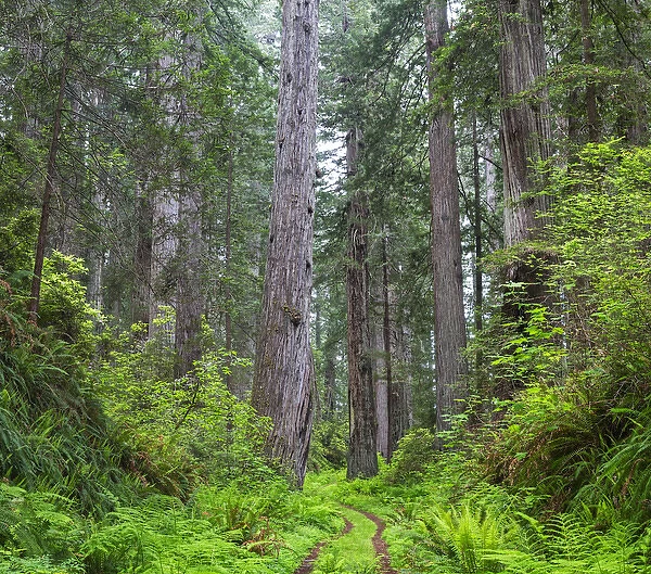 CA, Del Norte Coast Redwoods State Park, Damnation Creek Trail