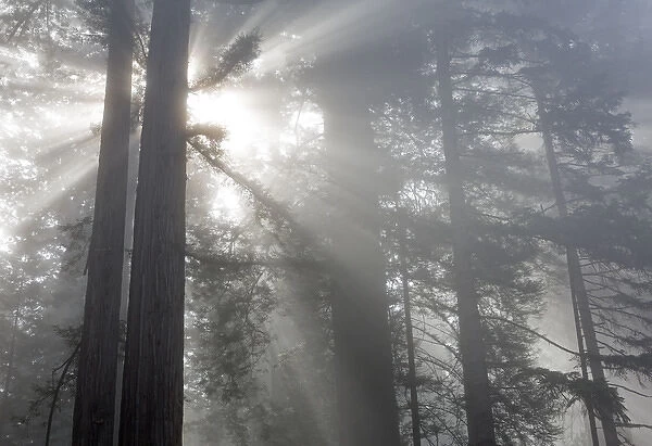 CA, Del Norte Coast Redwoods State Park, redwood trees with sunbeams