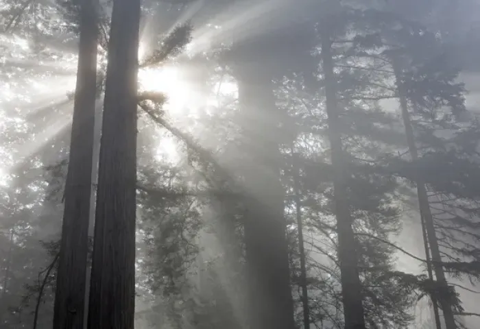 Framed Print : CA, Del Norte Coast Redwoods State Park, redwood trees with sunbeams Framed Print : CA, Del Norte Coast Redwoods State Park, redwood trees with sunbeams