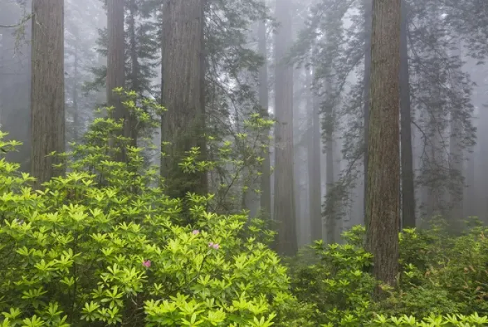 Framed Print : CA, Del Norte Coast Redwoods State Park, redwood trees with rhododendrons Framed Print : CA, Del Norte Coast Redwoods State Park, redwood trees with rhododendrons