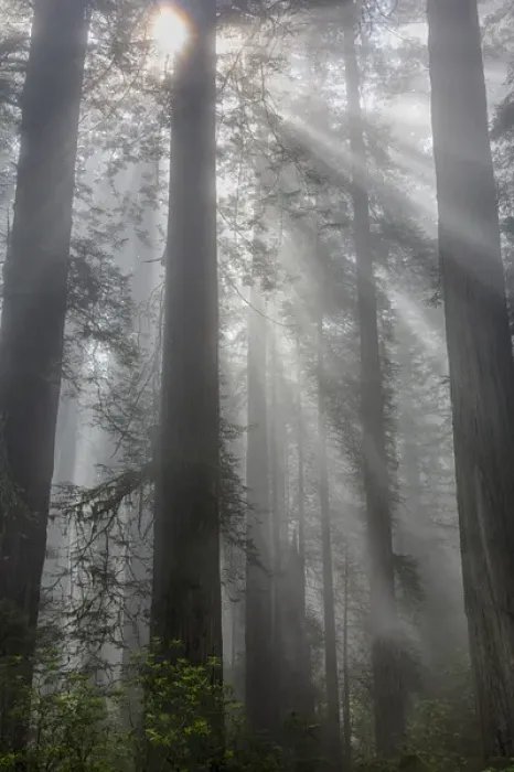 Framed Print : CA, Del Norte Coast Redwoods State Park, redwood trees with sunbeams Framed Print : CA, Del Norte Coast Redwoods State Park, redwood trees with sunbeams