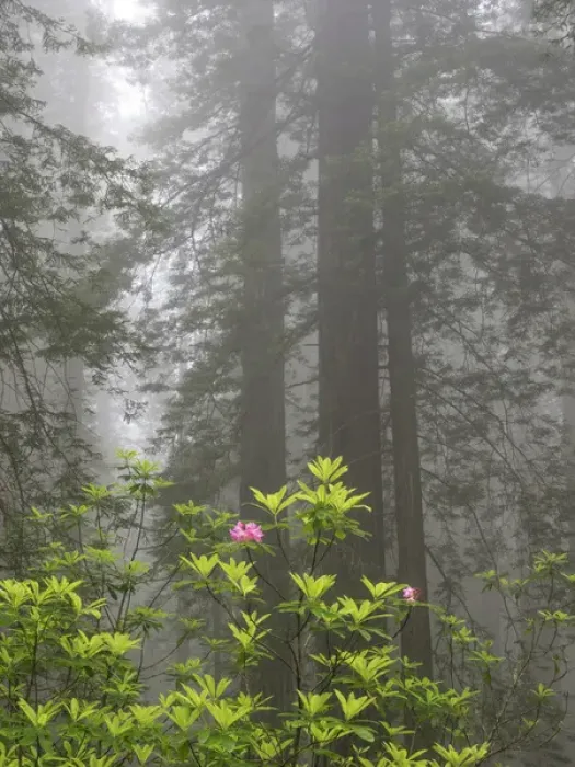 Framed Print : CA, Del Norte Coast Redwoods State Park, redwood trees with rhododendrons Framed Print : CA, Del Norte Coast Redwoods State Park, redwood trees with rhododendrons