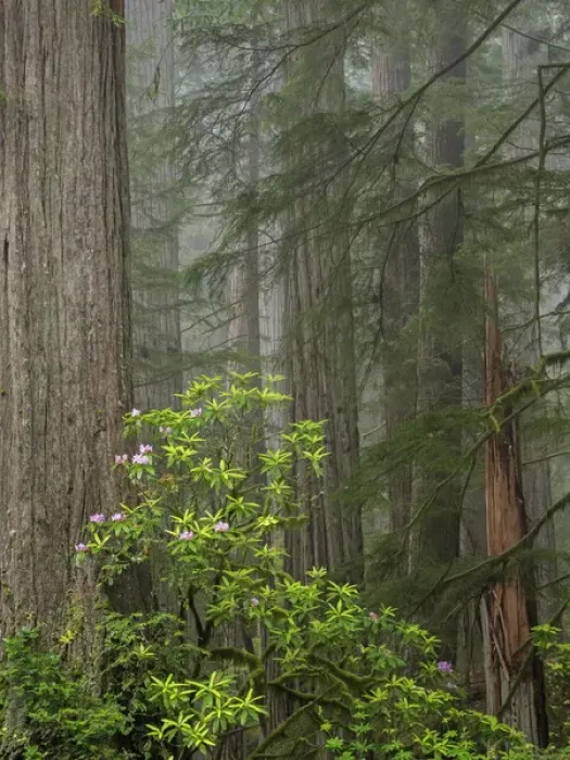 Framed Print : CA, Del Norte Coast Redwoods State Park, redwood trees with rhododendrons Framed Print : CA, Del Norte Coast Redwoods State Park, redwood trees with rhododendrons