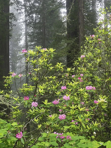 CA, Del Norte Coast Redwoods State Park, redwood trees with rhododendrons