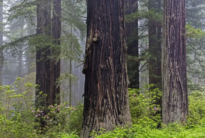 Framed Print : CA, Del Norte Coast Redwoods State Park, redwood trees with rhododendrons