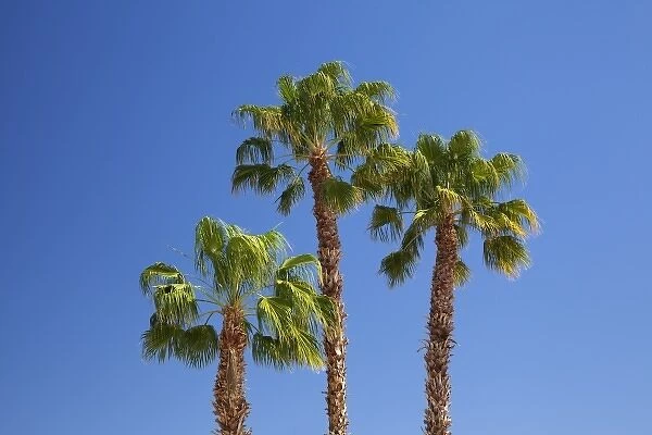 CA, Indio, fan palm trees