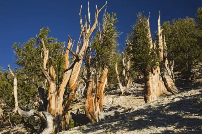 Framed Print : CA, Inyo NF, Schulman Grove, Ancient Bristlecone Pine Forest, Bristlecone Pines
